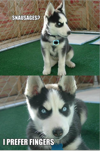 Insanity Puppy