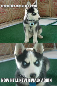 Insanity Puppy