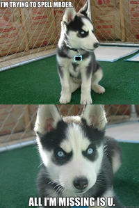Insanity Puppy