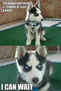 Insanity Puppy