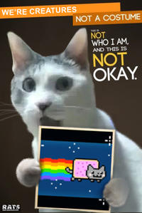Nyan Cat / Pop Tart Cat