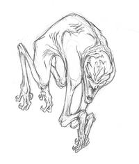The Rake