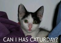 Caturday