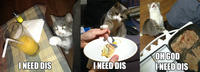 LOLcats