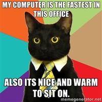 Business Cat