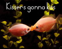 Haters Gonna Hate