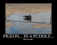 Pidgeon____in_a_puddle____by_scottiedoctor-d3i39sk
