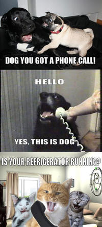 Yes, This is Dog