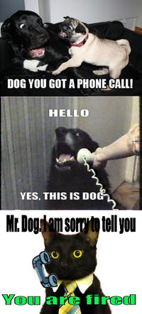Yes, This is Dog