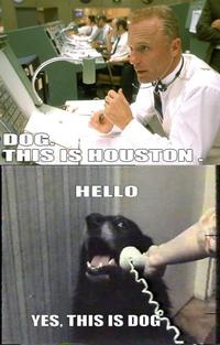 Yes, This is Dog