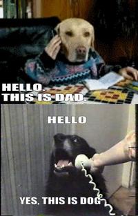 Yes, This is Dog