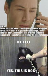 Yes, This is Dog