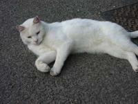 Longcat