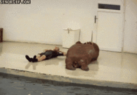 walrus.gif