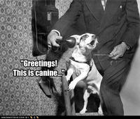 Yes, This is Dog