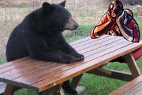 Pyrothebear