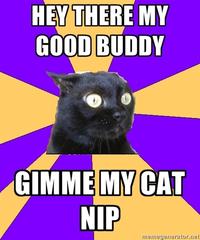 Anxiety Cat