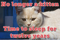 Cats