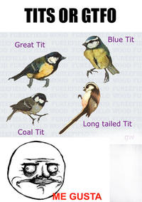 Tits or GTFO