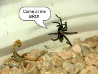 COME AT ME BRO