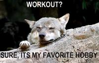 Ignorant to Adversity wolf