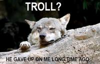 Ignorant to Adversity wolf