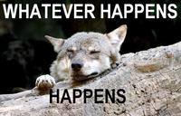 Ignorant to Adversity wolf
