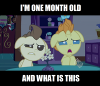 I'm Twelve Years Old and What is This?