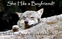 Ignorant to Adversity wolf