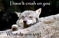 Ignorant to Adversity wolf