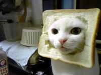 Cat Breading