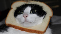 Cat Breading