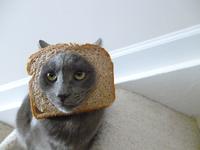 Cat Breading