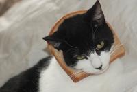 Cat Breading