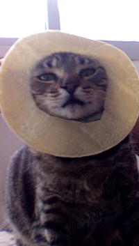 Cat Breading