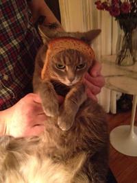 Cat Breading
