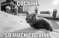 I Fucking Love Cocaine / Cocaine Bear