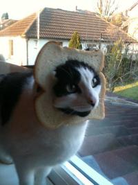 Cat Breading