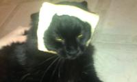 Cat Breading