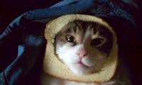 Cat Breading
