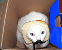 Cat Breading