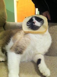 Breading Cats
