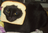 Cat Breading