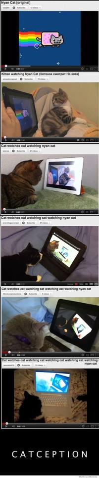 Catception