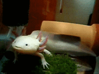 Cute Animals