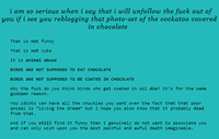 Chocolate Bird
