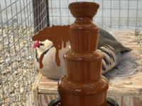 Chocolate Bird