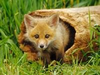 Cute Animals