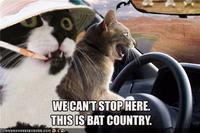 We Can't Stop Here, This is Bat Country