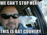 We Can't Stop Here, This is Bat Country